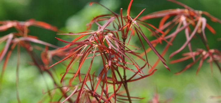 🌳 Acer japonicum ‘Red Pygmy’