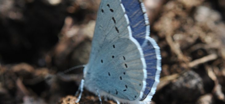 🦋 Papillon bleu : azuré des Parcs