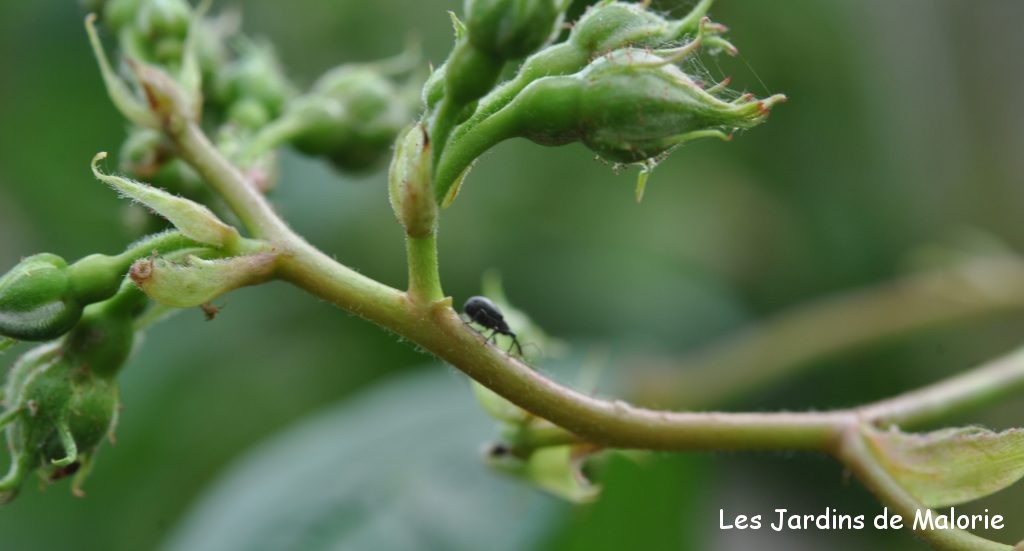 charançon parasite des rosiers (anthonome ou apion?)
