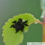 🐝  Les auxiliaires du jardinier pour éliminer les pucerons