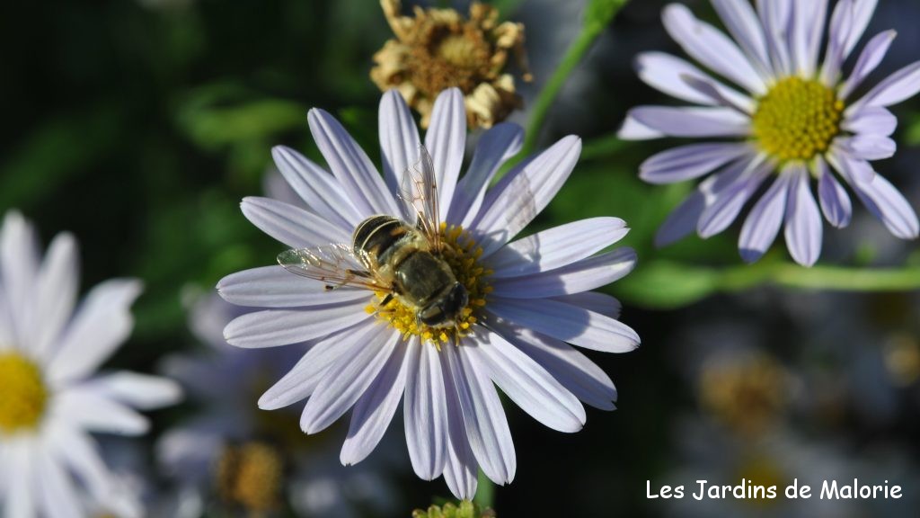 éristale sur une fleur de kalimeris , abeille, insecte