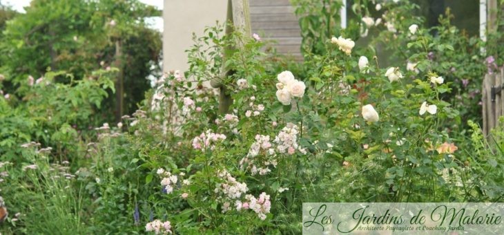 Chroniques de mon jardin: les rosiers de début juillet