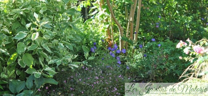 Chroniques de mon jardin: beautés de début juillet
