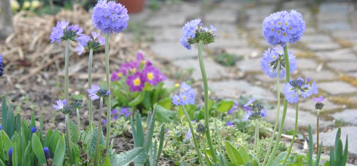 Les fleurs bleu/violet du début du printemps