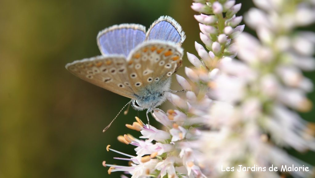 papillon Argus bleu ou Azuré commun (Polyommatus icarus) 