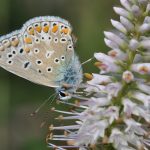 🦋 Papillon: Argus bleu ou Azuré commun