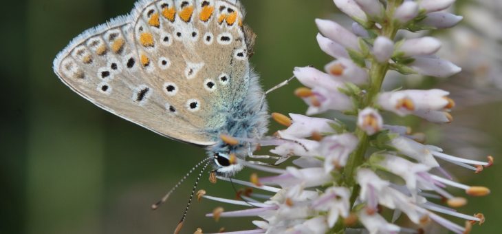🦋 Papillon: Argus bleu ou Azuré commun
