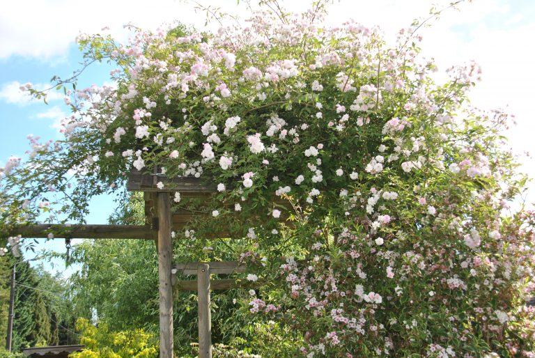 Focus sur le rosier liane 'Paul 's Himalayan Musk', un géant! - Les