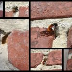 🐝  Les abeilles qui creusent les joints d'un mur en briques...