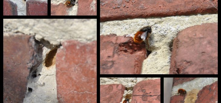 🐝  Les abeilles qui creusent les joints d’un mur en briques…
