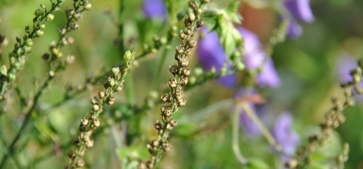 Le temps des graines : linaria purpurea