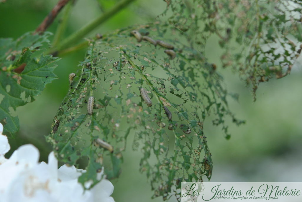 larves de la Chrysomèle de la viorne, Pyrrhalta viburni qui se sont attaquées au viburnum opulus (Boule de Neige)