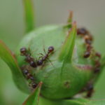 🐜 Insectes auxilaires : Des fourmis sur les pivoines