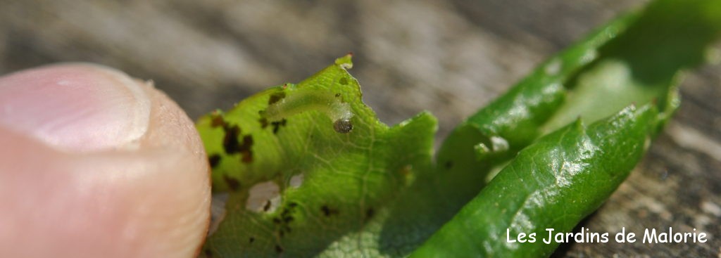 fausse-chenille, larve de blennocampa pusilla (tenthrède rouleuse de feuilles) dans une feuille de rosier roulée