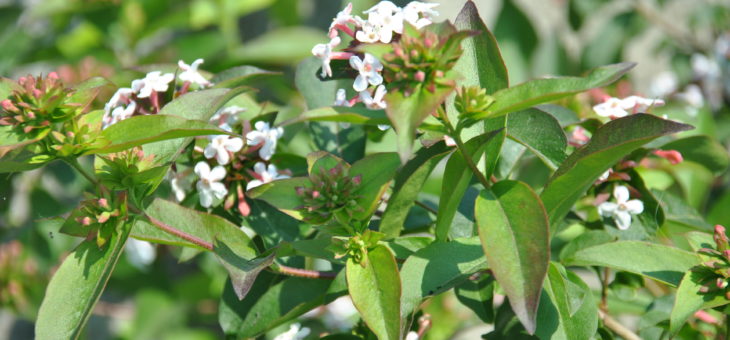 Parfums du jardin: Abelia mosanensis