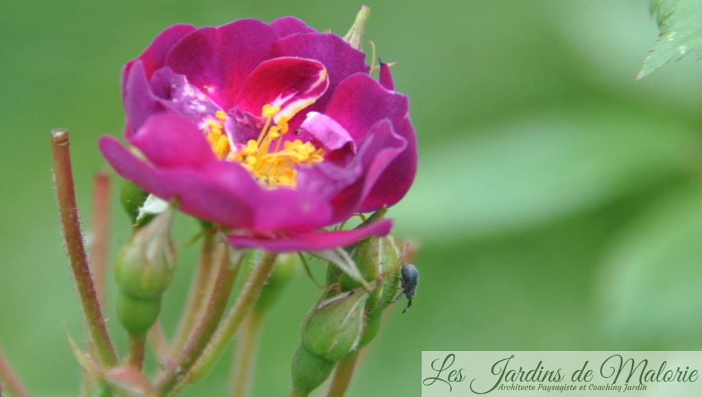 En 2013 déjà, un petit charançon parasite des rosiers sur le rosier 'Violette'
