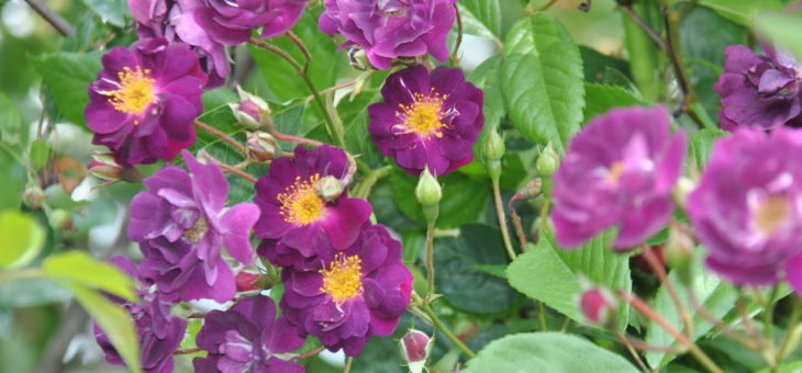 ❤ ❤ Focus sur le rosier liane ‘Violette’ ou ‘Violetta’