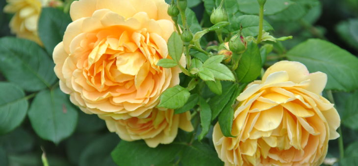 ❤ ❤ ❤  Focus sur le rosier ‘Golden Célébration’: du soleil au jardin!