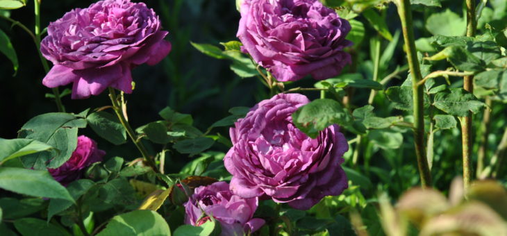 ❤ ❤  Focus sur le rosier ‘Reine des Violettes’
