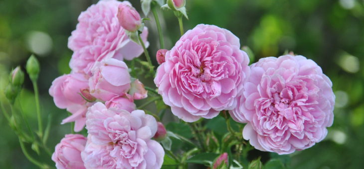 ❤ ❤ ❤ Focus sur le rosier ‘Harlow Carr’, romantique et parfumé