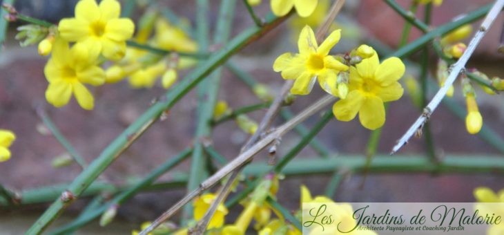 Jasmin d’hiver à fleurs jaunes (Jasminum nudiflorum).  