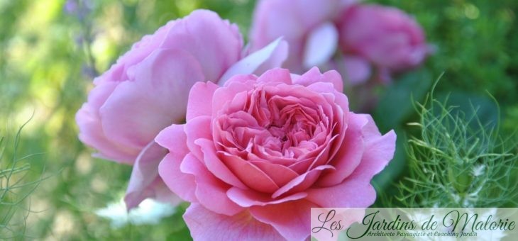 ❤ ❤ ❤ Focus sur le rosier ‘Princesse Alexandra of Kent’