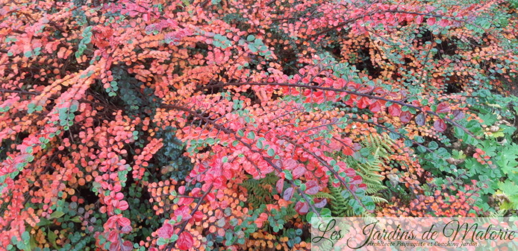 couleurs d'automne du cotonéaster horizontalis