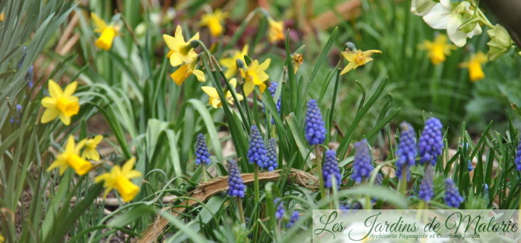Chroniques de mon jardin: Le printemps m’émerveille