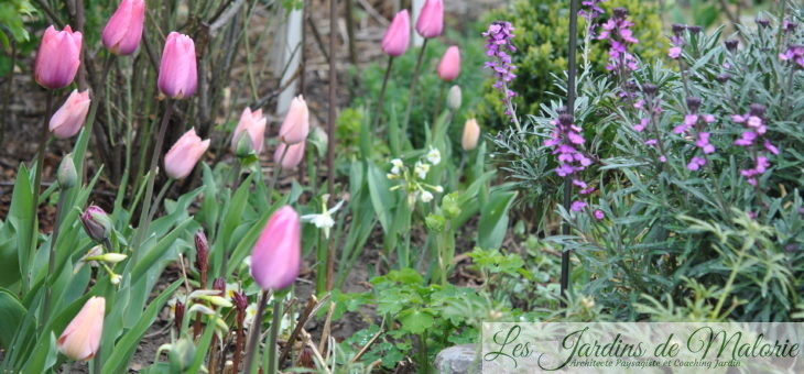 🌷 Chroniques de mon jardin: tulipes, narcisses & cie (1)