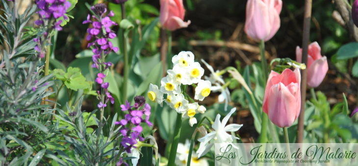 🌷 Chroniques de mon jardin : Tulipes, narcisses & Cie (2)