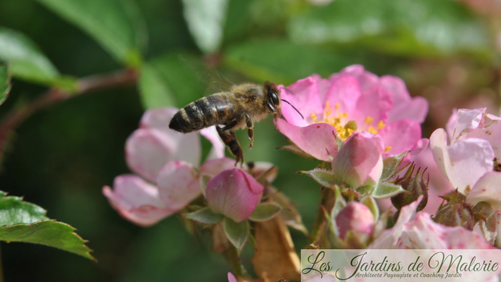 abeille mellifère sur le rosier 'Puccini'