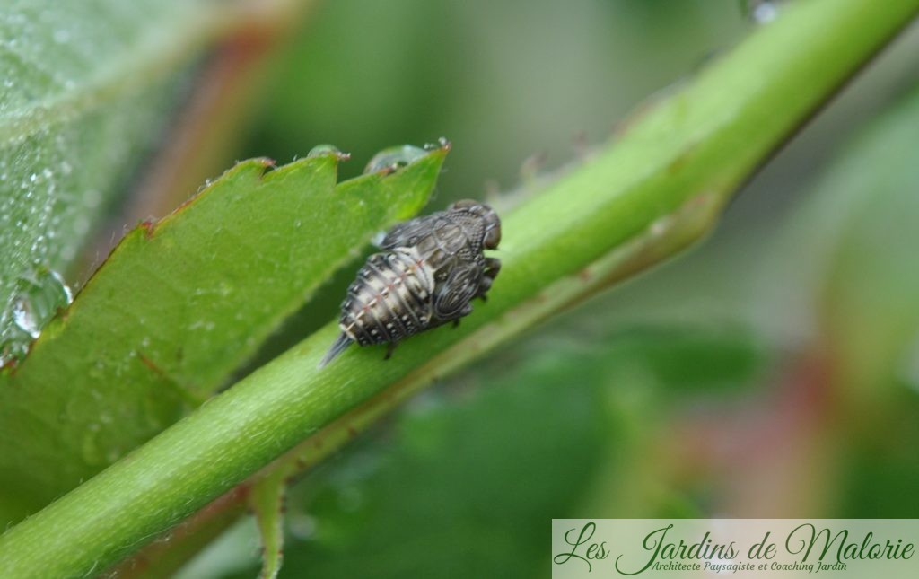 insecte Issidae Issus sp (observée fin avril 2019)