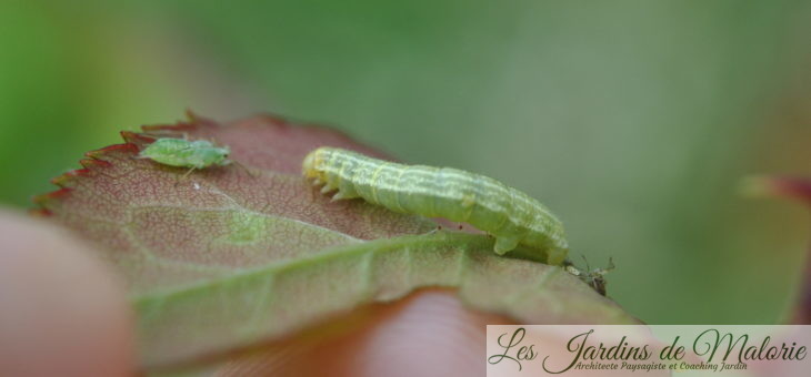 🐛 Petite chenille verte mangeuse de feuilles et de boutons de roses (Operophtera brumata).