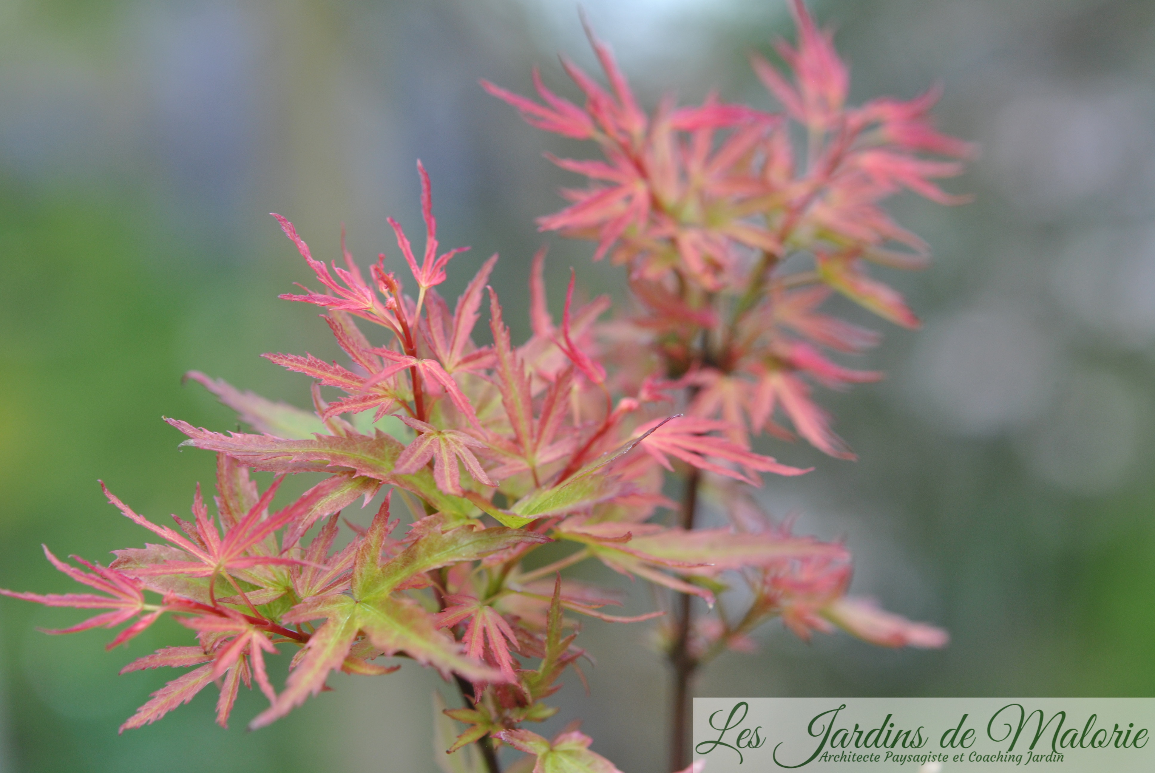 Acer Palmatum Wilsons Pink Dwarf De La Pépinière Choteau Temploux 2019 Les Jardins De 