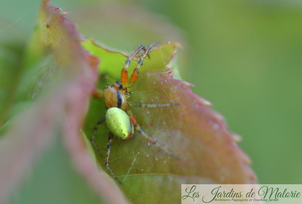 Araignée Araniella cucurbitina (mâle en tenue estivale, vert pistache). Les femelles atteignent en moyenne 7 mm et les mâles maximum 4,5 mm.