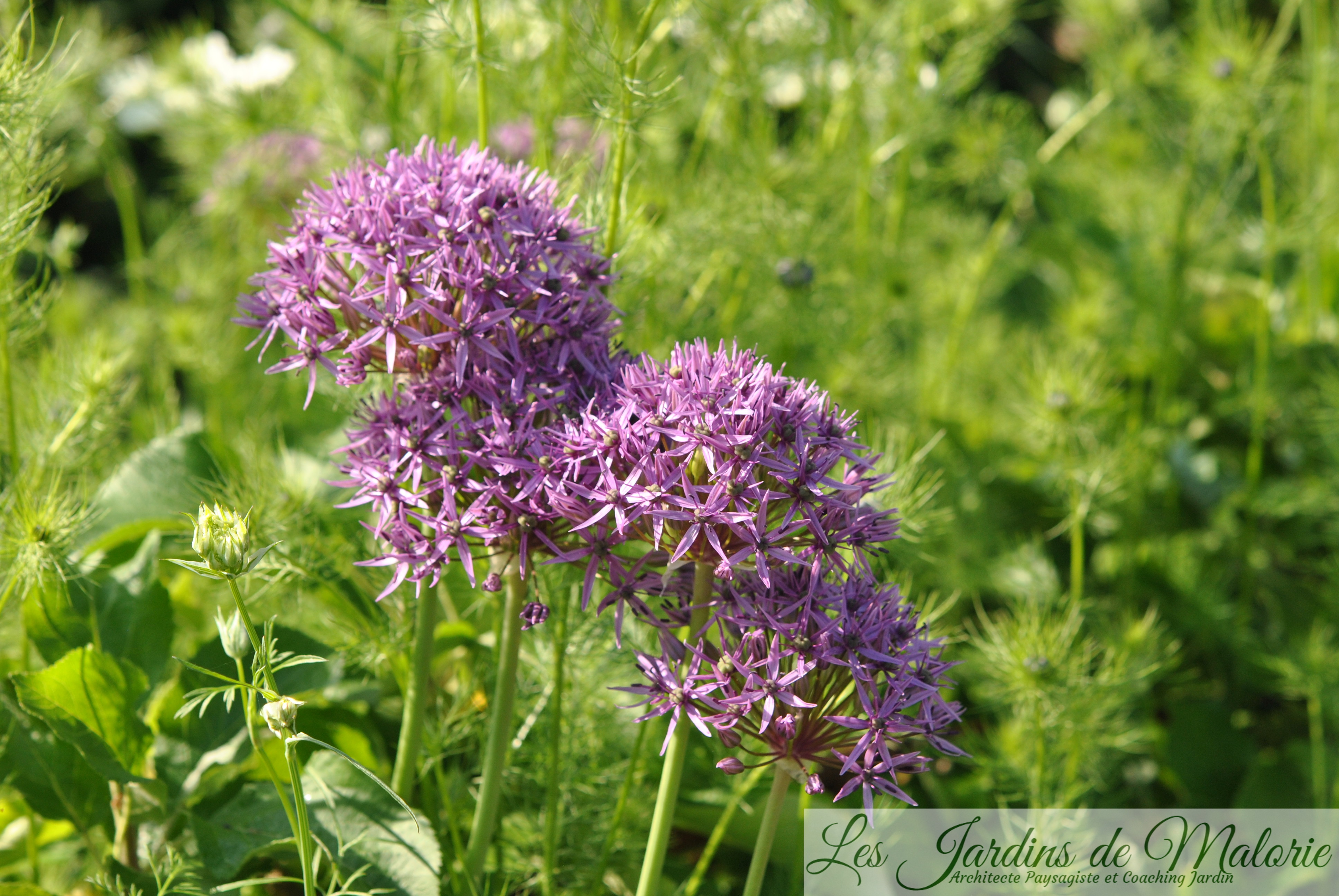 Allium Les Jardins De Malorie