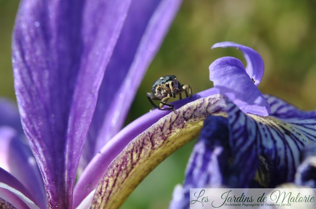 charançon de l'iris des marais (mononychys pseudacoril)