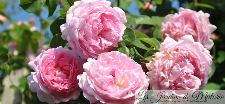 ❤ ❤ Focus sur le rosier ‘Constance Spry’