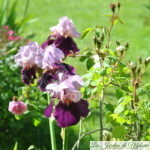 Iris des Jardins, c'est le moment de les planter!