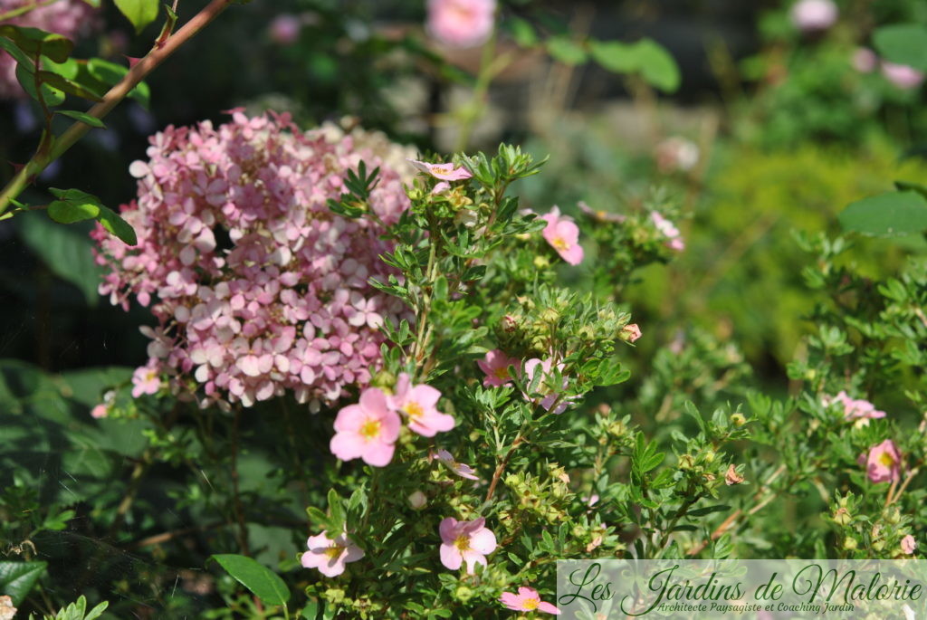 hydrangea arborescens 'Pink Annabelle' et potentille arbustive