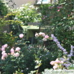 Chroniques de mon jardin:  Beautés d'août