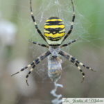 🕷 Argiope rayée, noire et jaune, une belle araignée!