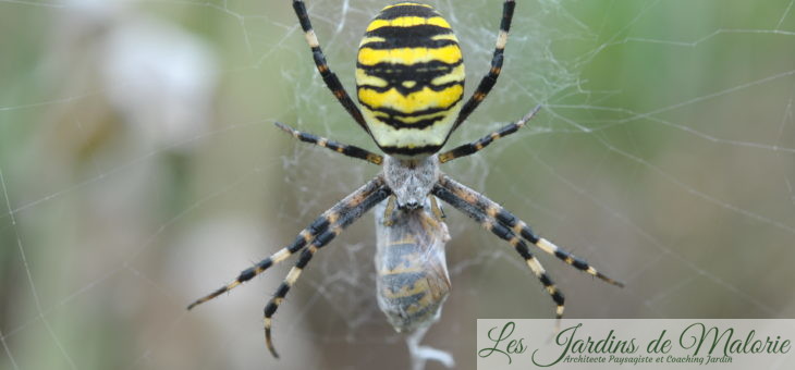 🕷 Argiope rayée, noire et jaune, une belle araignée!
