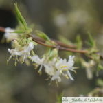 Parfums du jardin : Lonicera fragrantissima (chèvrefeuille d'hiver)