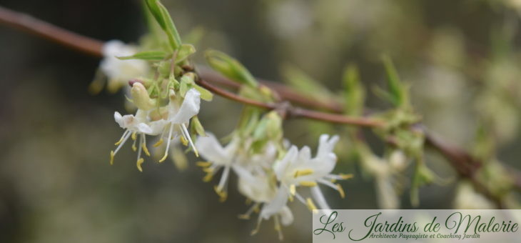 Parfums du jardin : Lonicera fragrantissima (chèvrefeuille d’hiver)