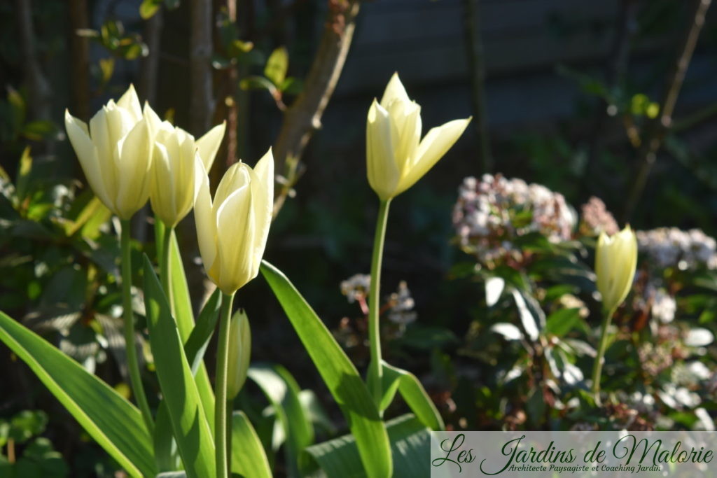 tulipes fosteriana 'Purissima' aussi appelées Tulipes 'White Emperor'