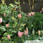 🌷  Chroniques de mon jardin : fleurs d'avril...