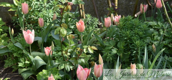 🌷  Chroniques de mon jardin : fleurs d’avril…