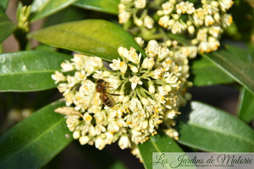 abeille sur le skimmia 'Kew Green' 