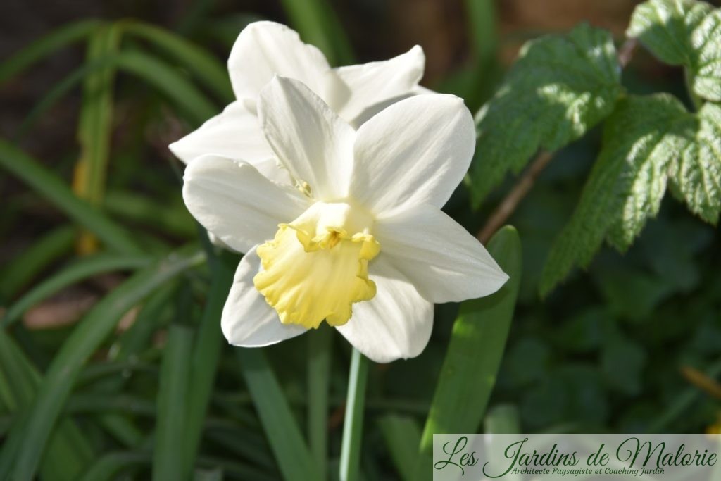 narcissus 'Every Day' 
